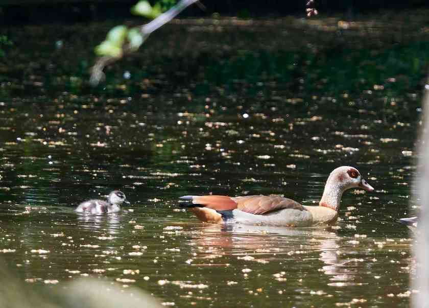 YOG_8208-DeNoiseAI-standard