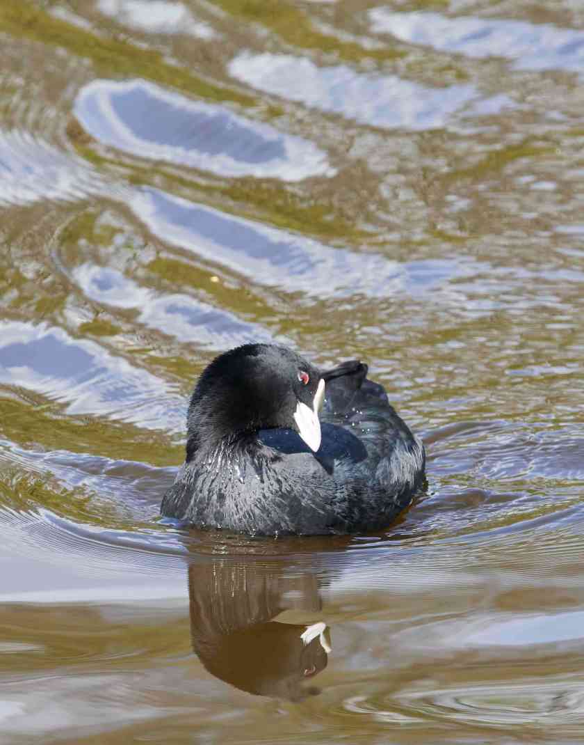 YOG_8224-DeNoiseAI-standard