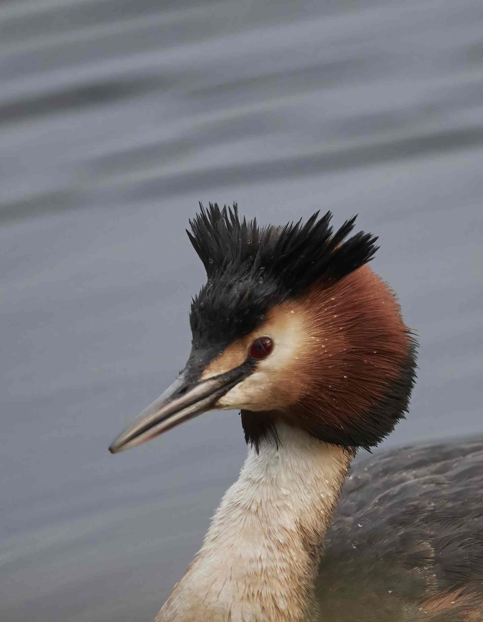 YOG_8245-DeNoiseAI-standard