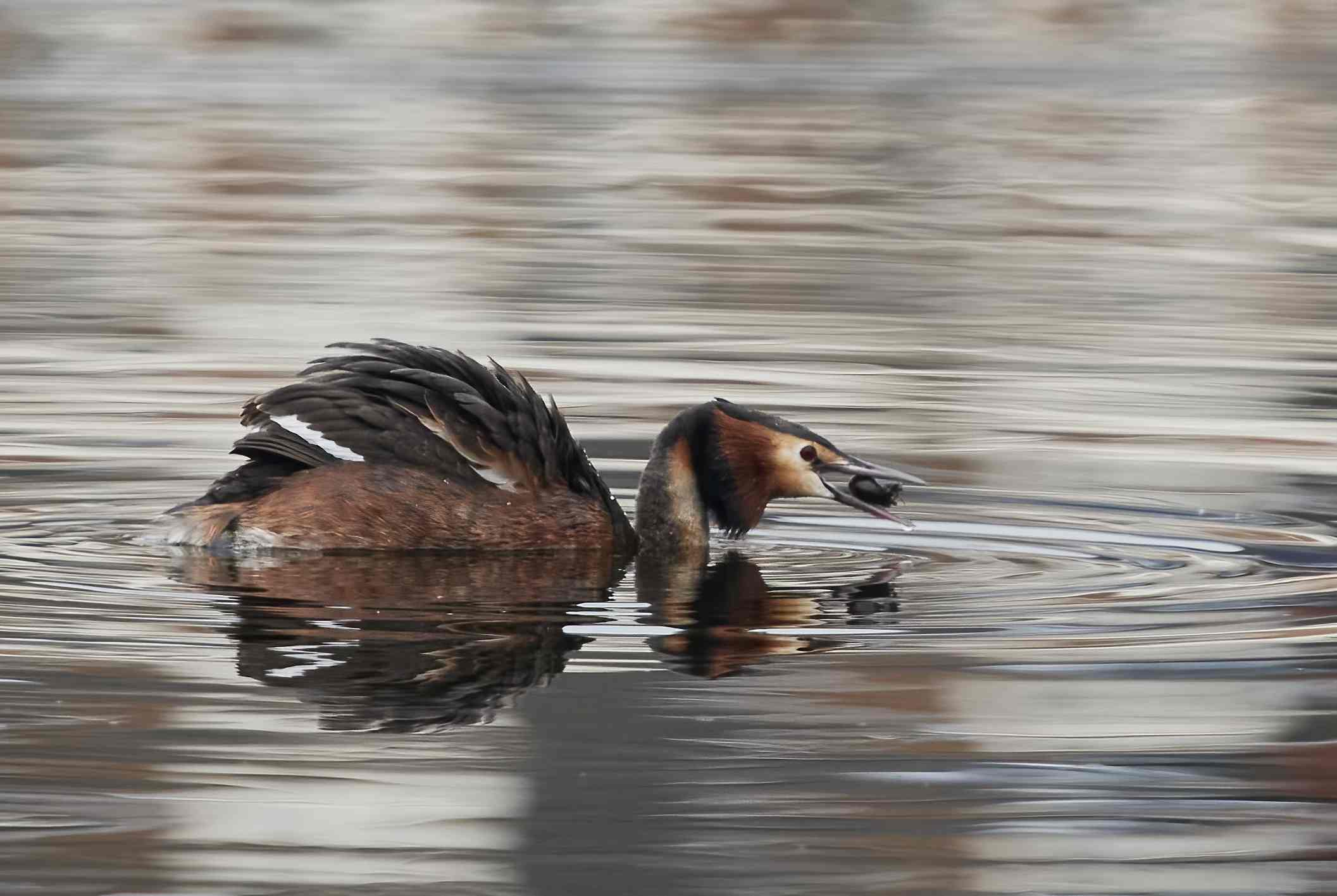 YOG_8283-DeNoiseAI-standard