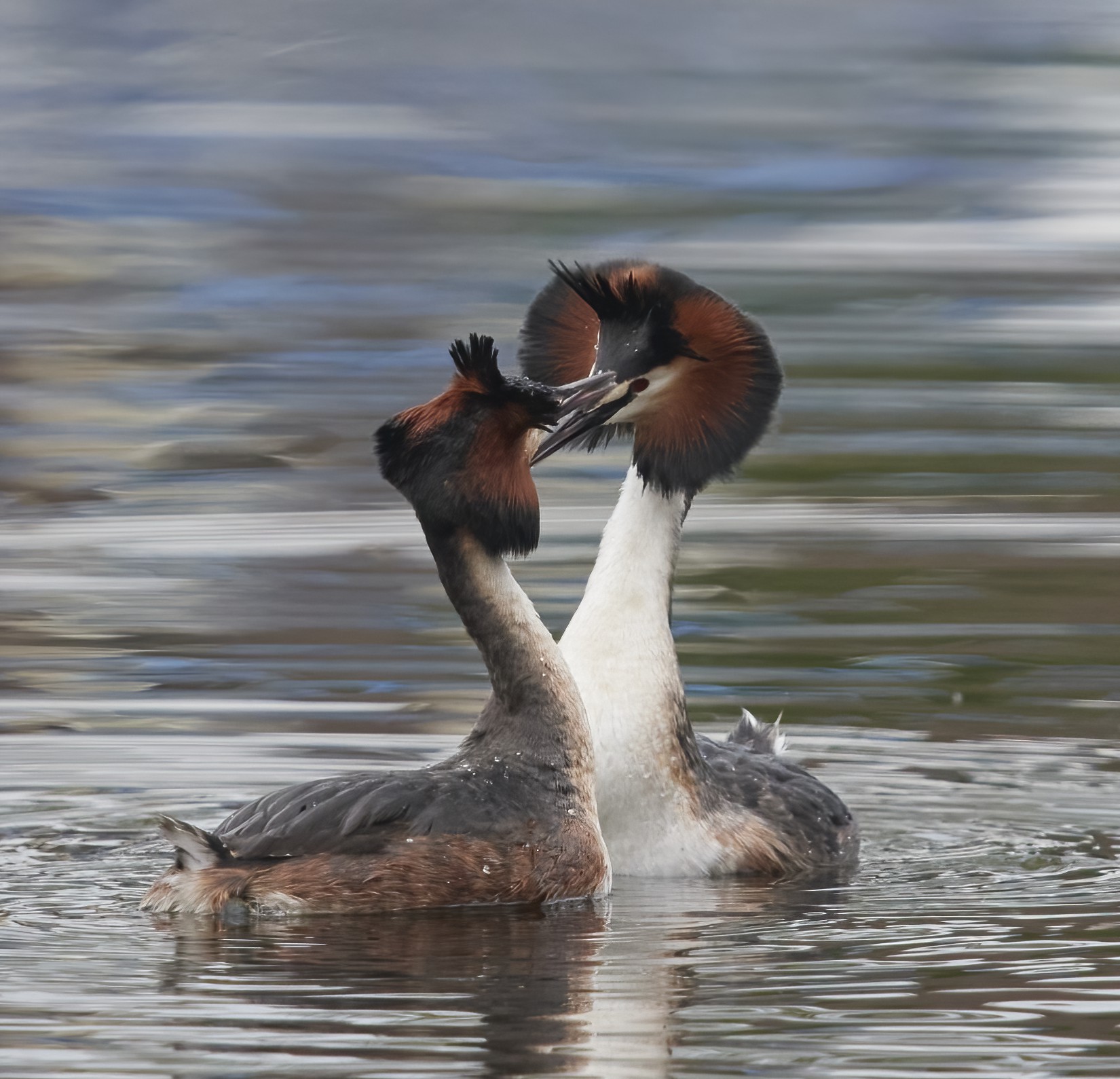 YOG_8293-DeNoiseAI-standard