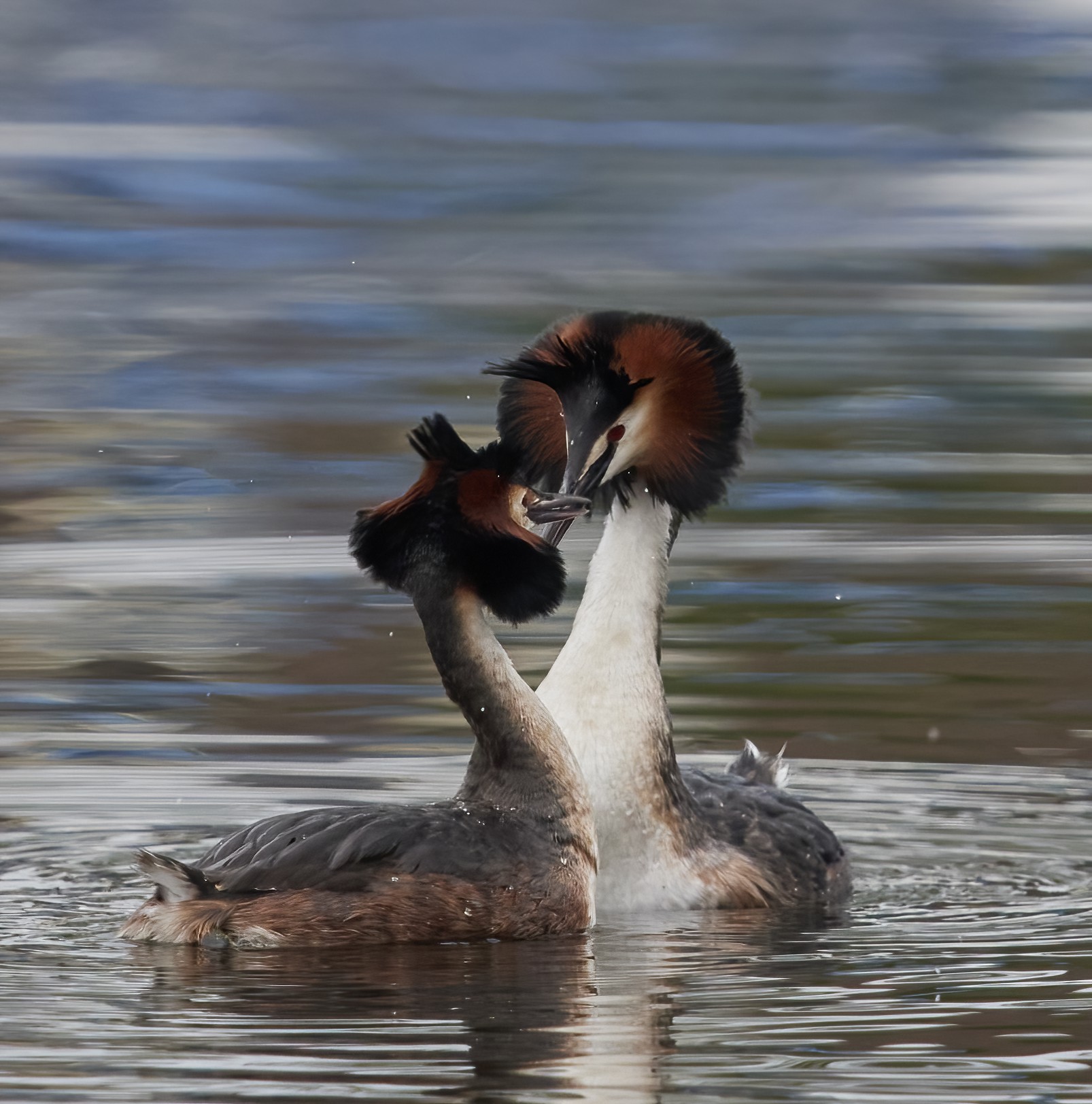 YOG_8295-DeNoiseAI-standard