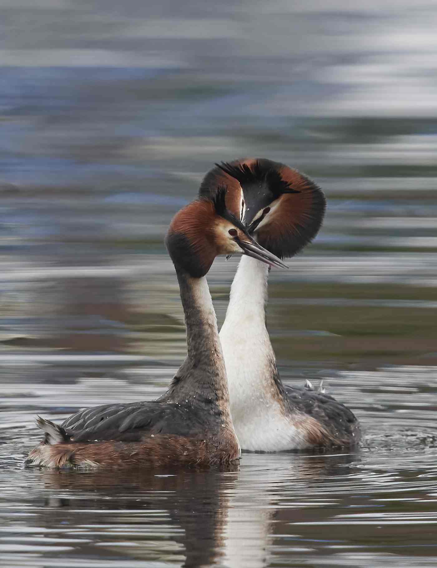 YOG_8296-DeNoiseAI-standard