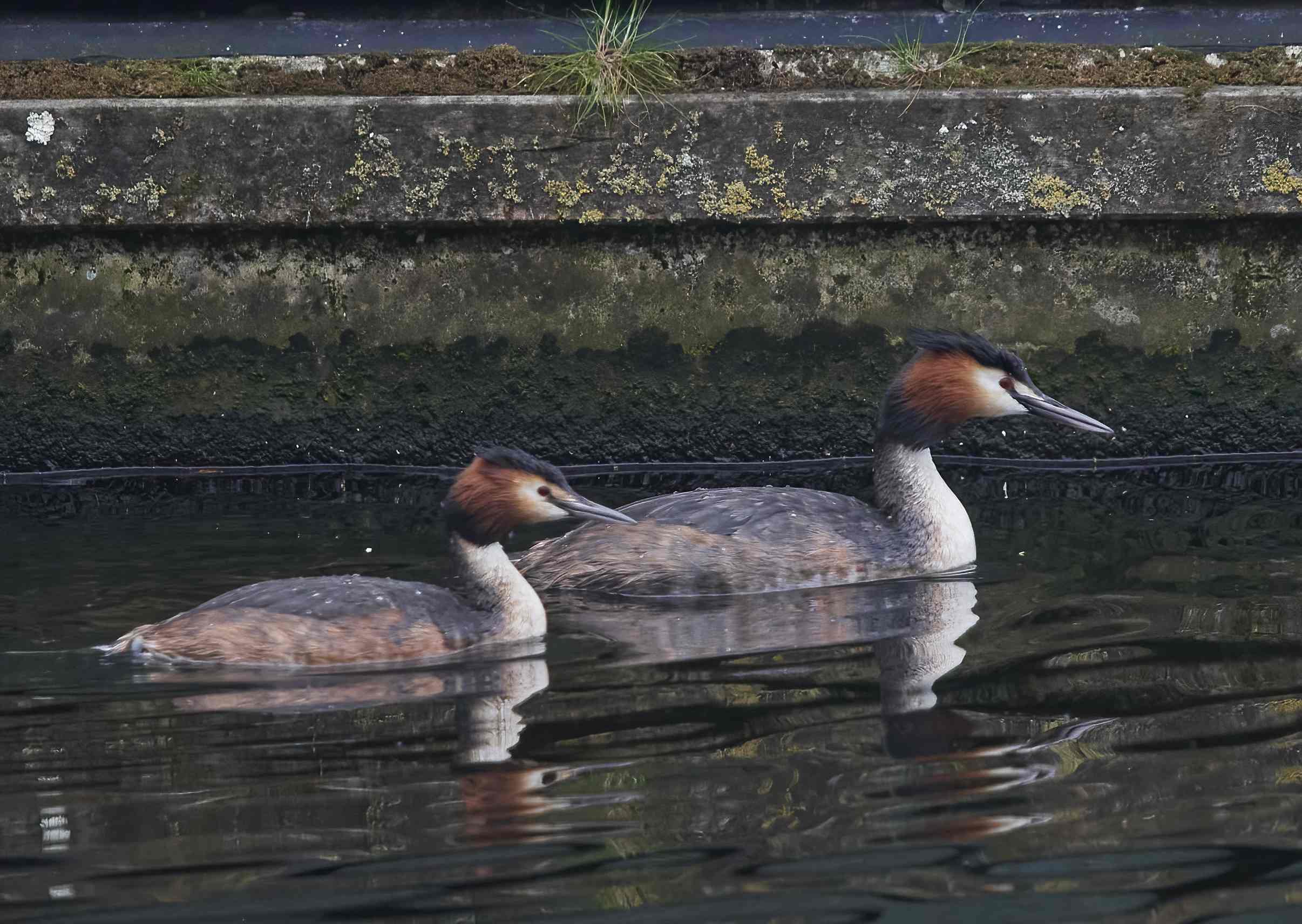 YOG_8330-DeNoiseAI-standard