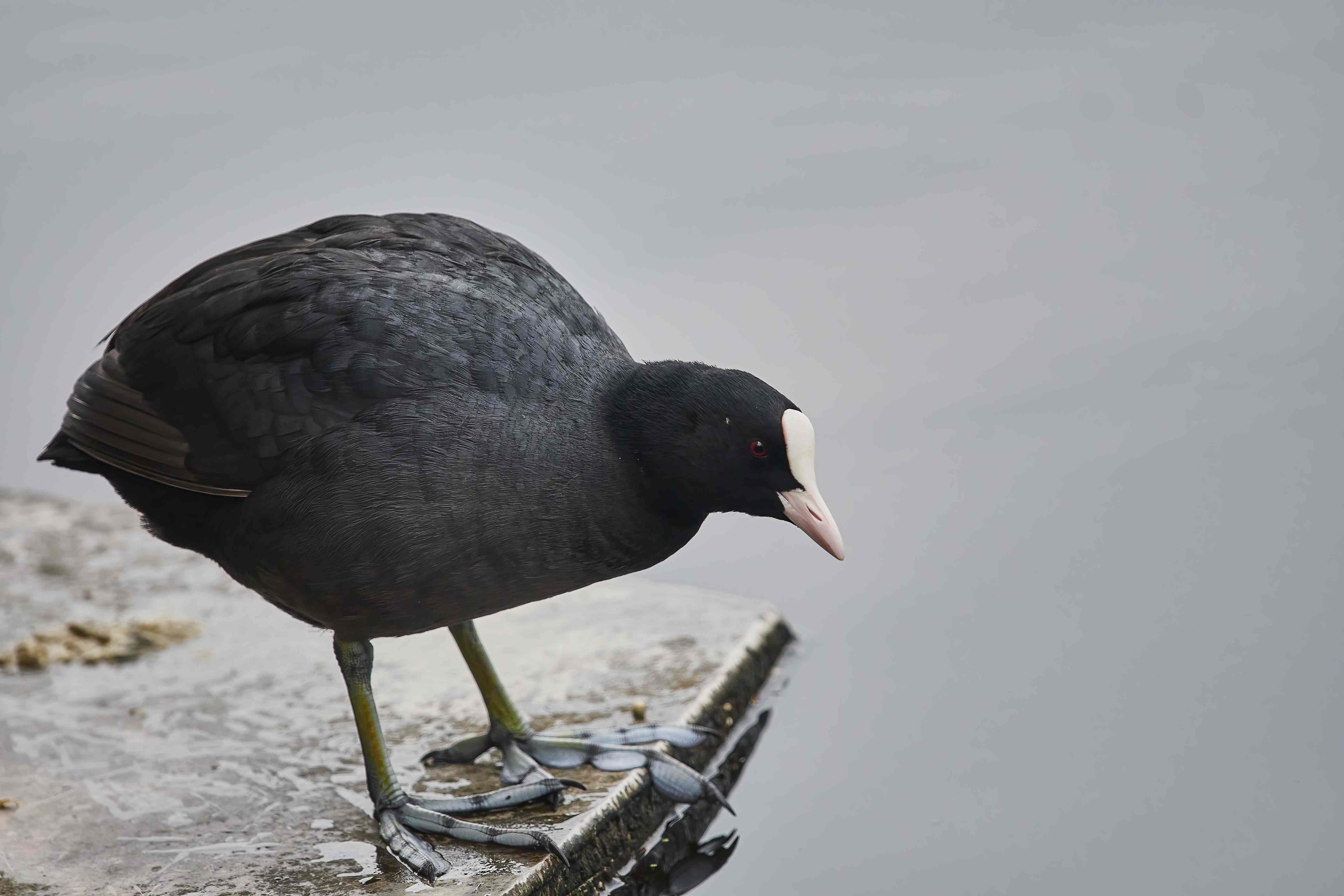 YOG_8340-DeNoiseAI-standard