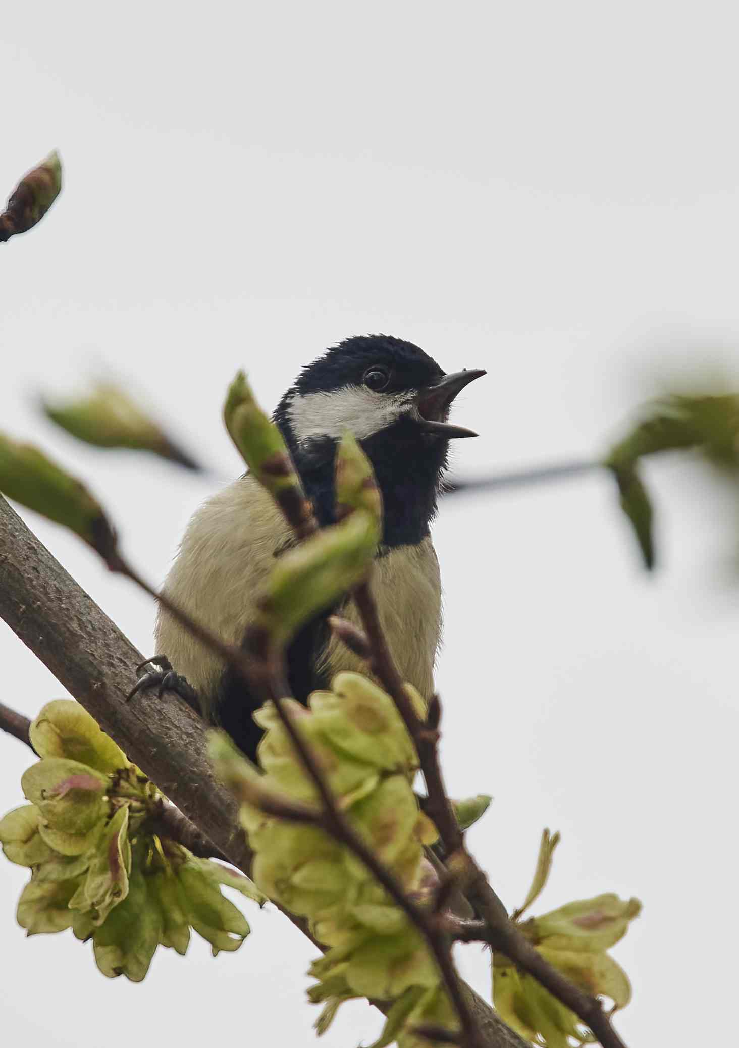 YOG_8347-DeNoiseAI-standard