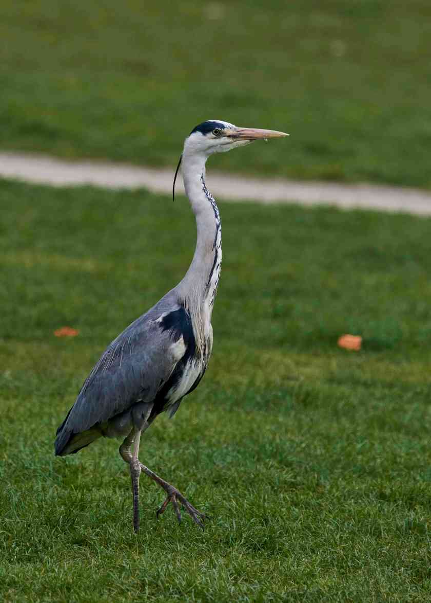 YOG_8426-DeNoiseAI-standard