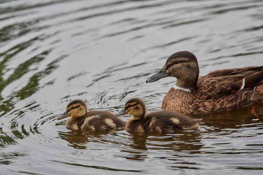 YOG_8449-DeNoiseAI-standard