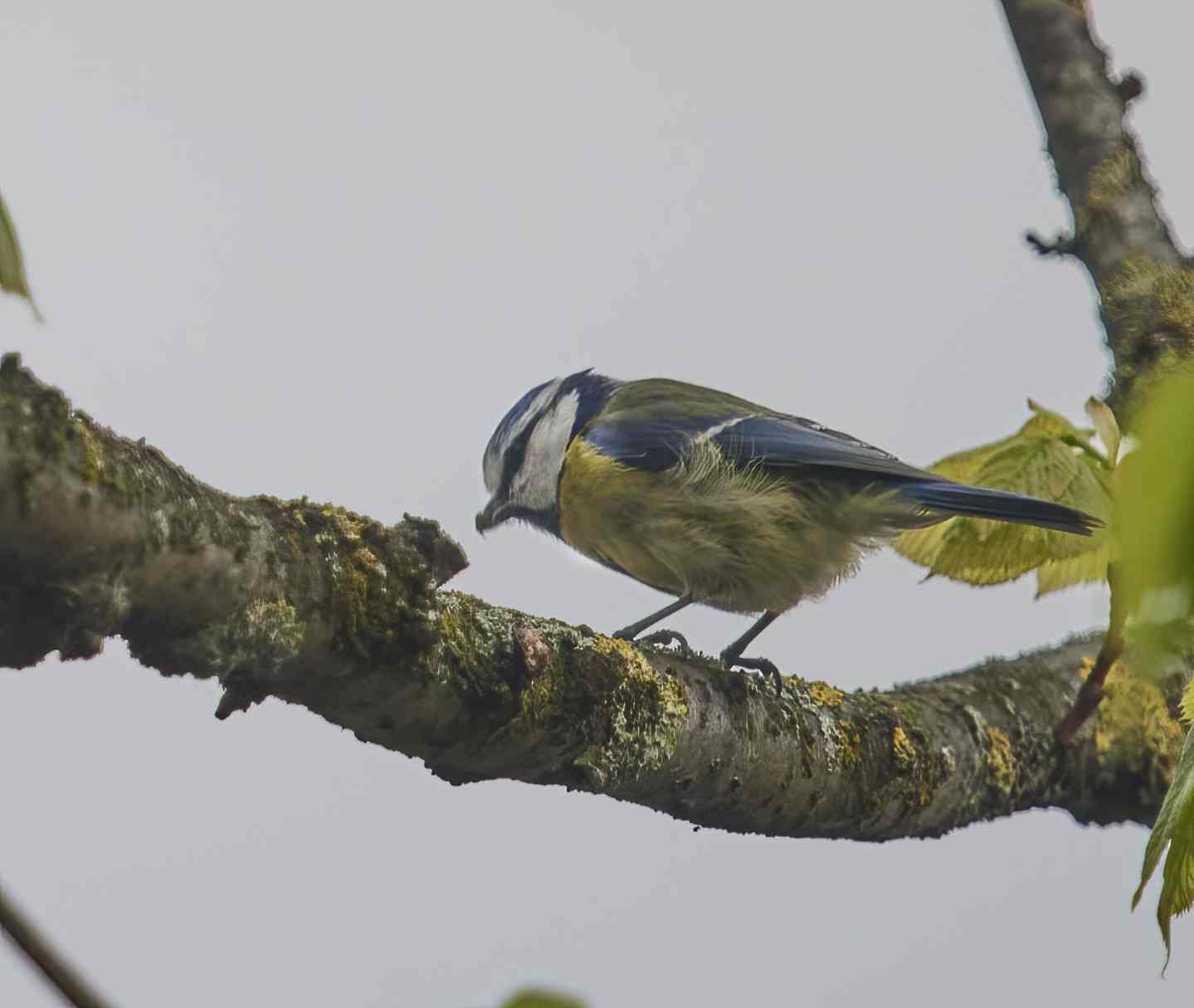 YOG_8513-DeNoiseAI-standard