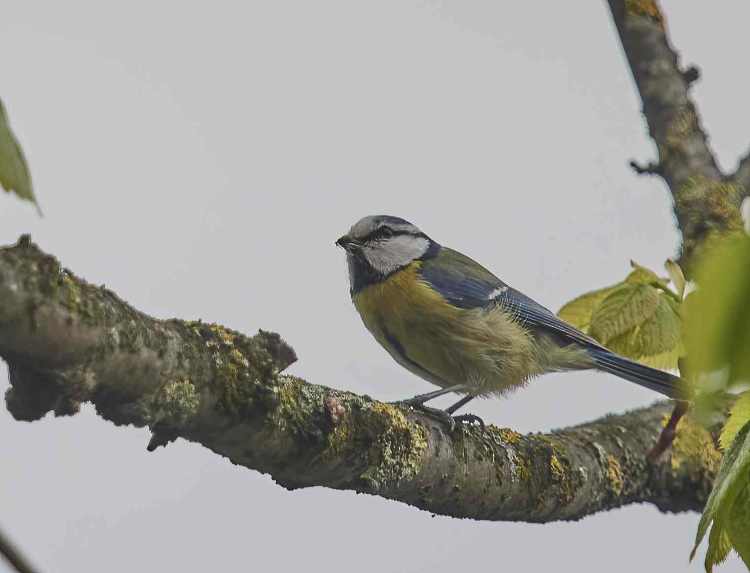 YOG_8514-DeNoiseAI-standard