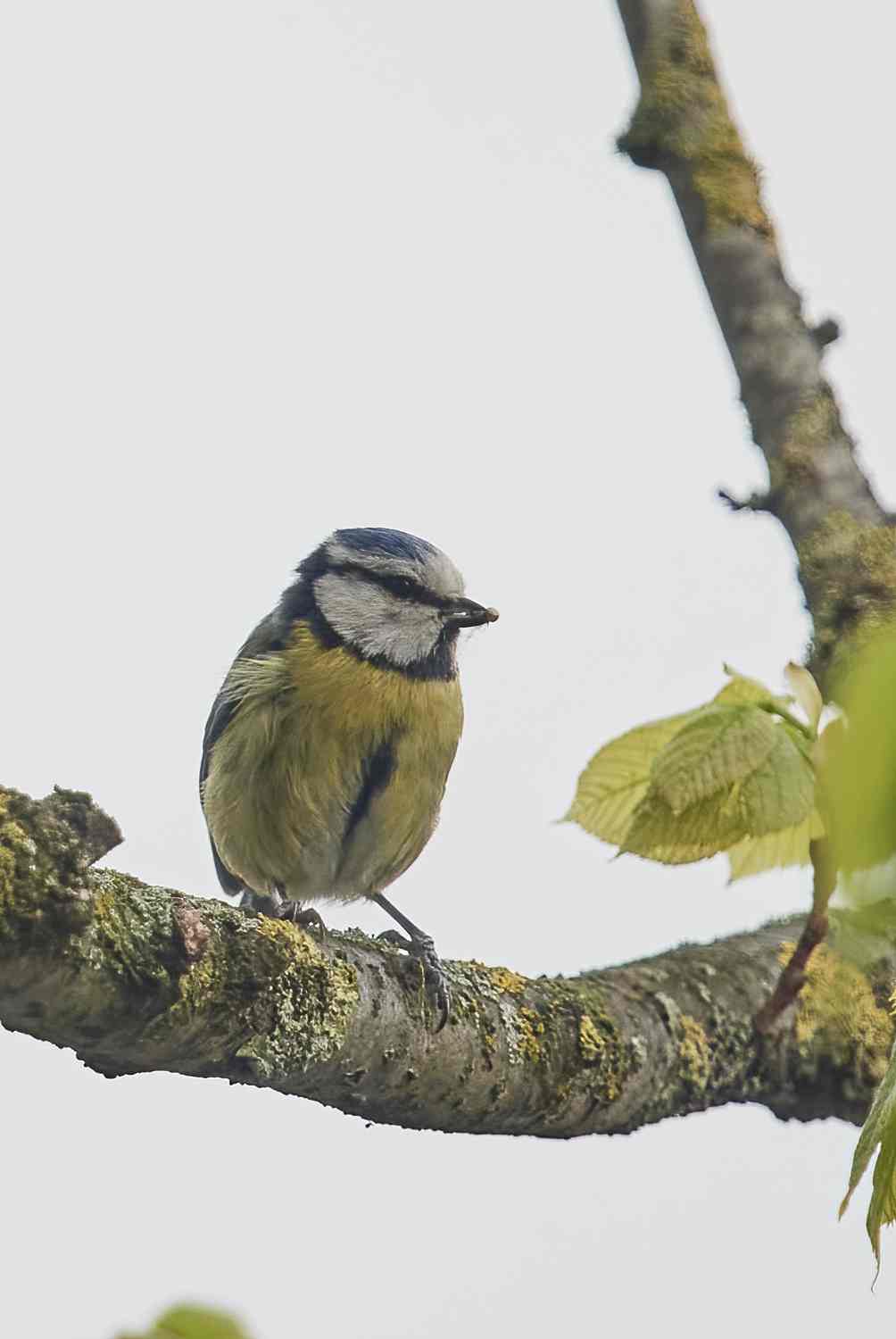 YOG_8515-DeNoiseAI-standard