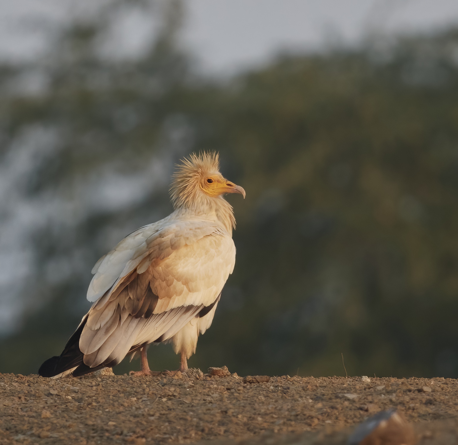 YOG_3300-DeNoiseAI-standard