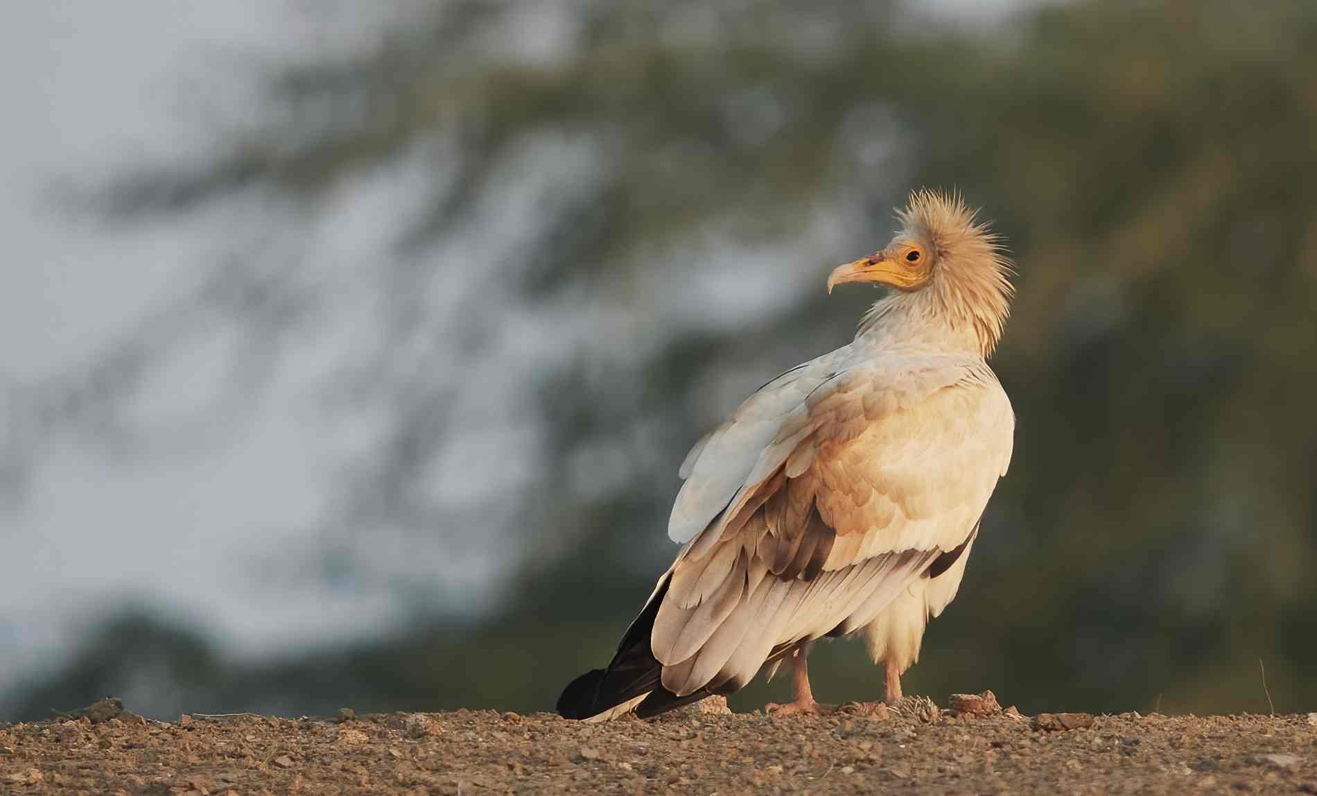 YOG_3301-DeNoiseAI-standard