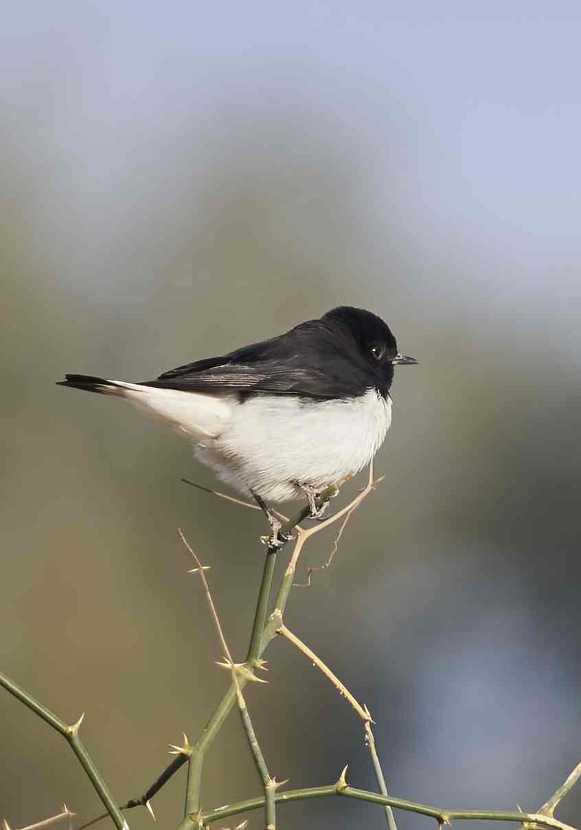 YOG_3338-DeNoiseAI-standard