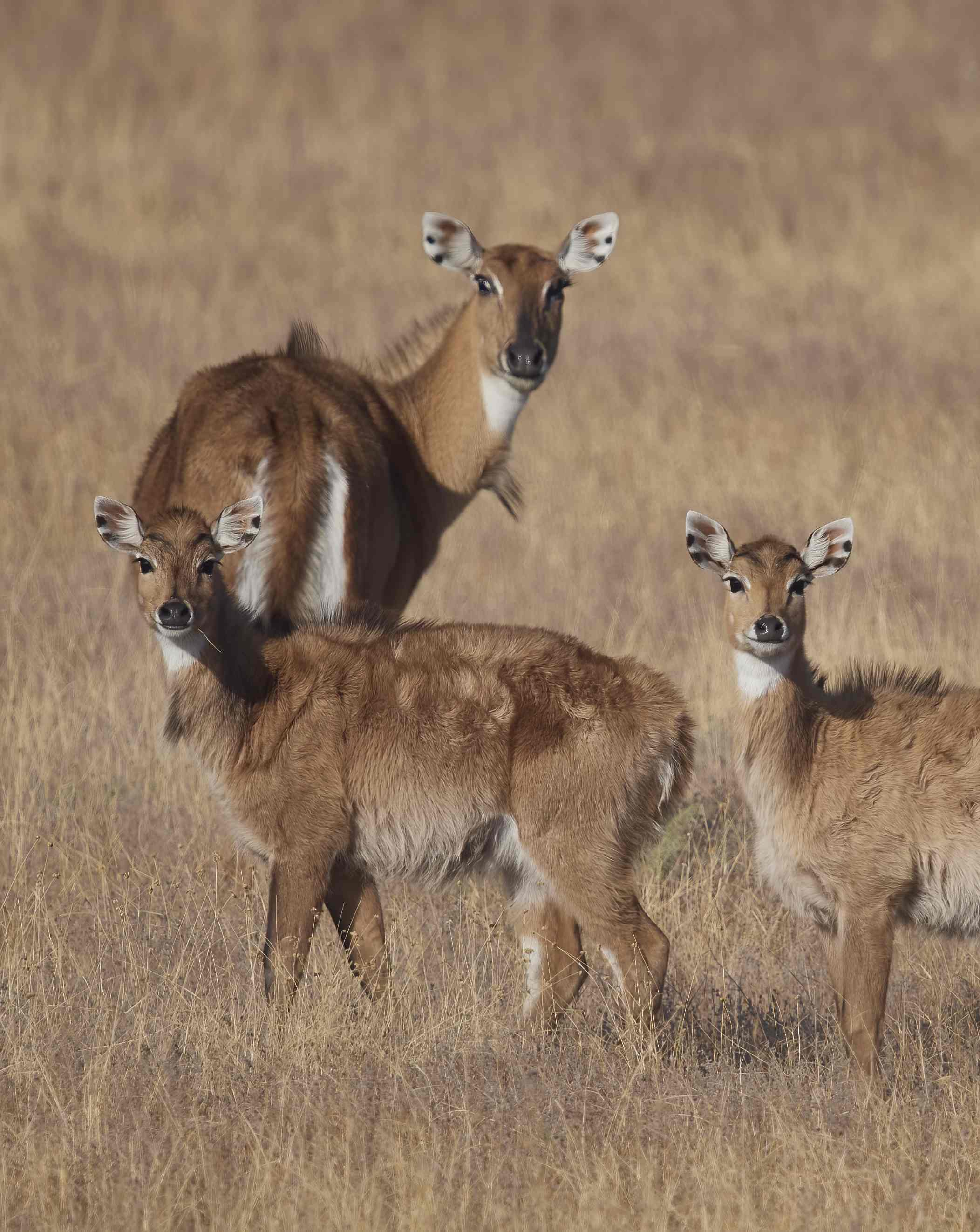 YOG_3362-DeNoiseAI-standard