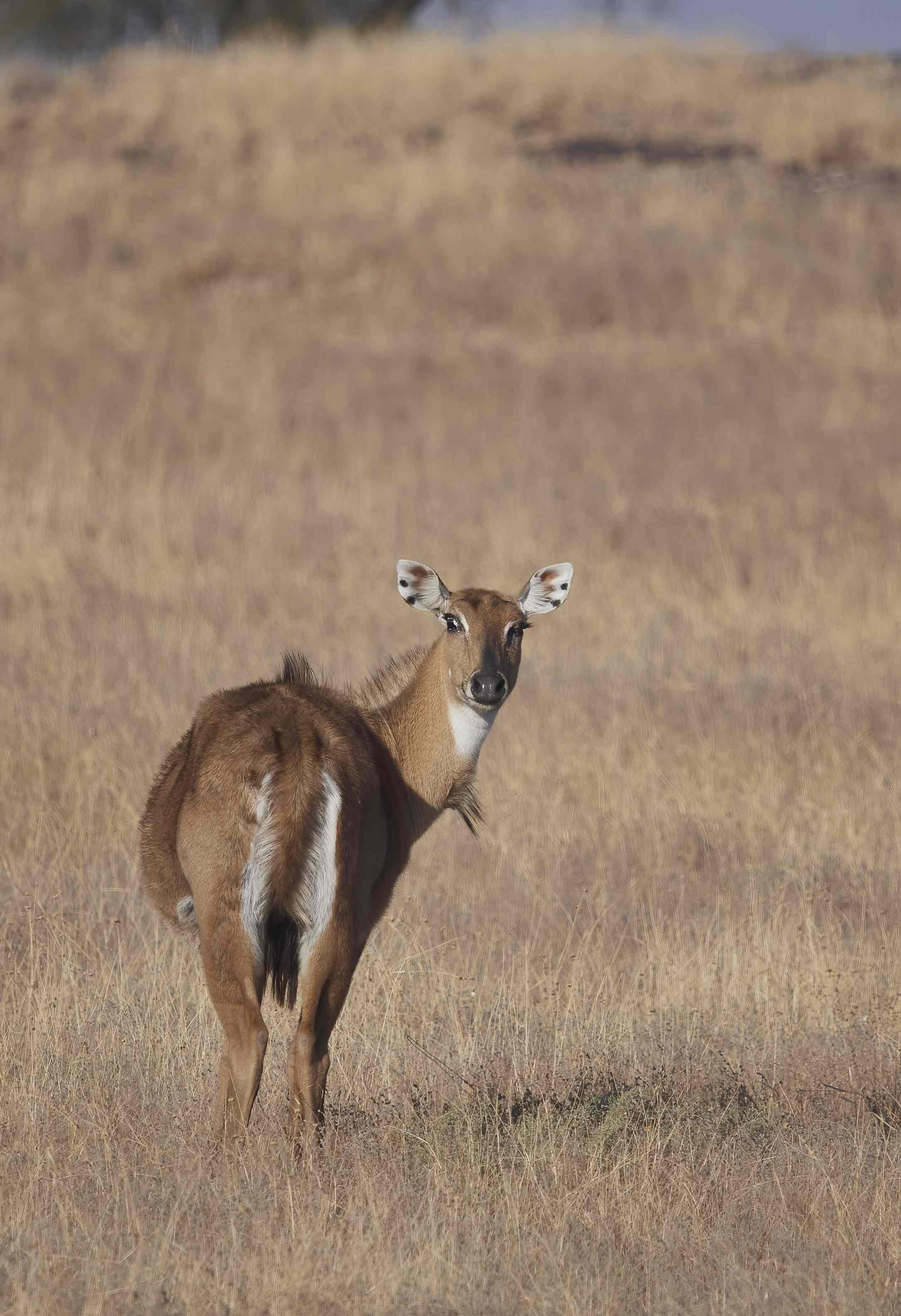 YOG_3365-DeNoiseAI-standard