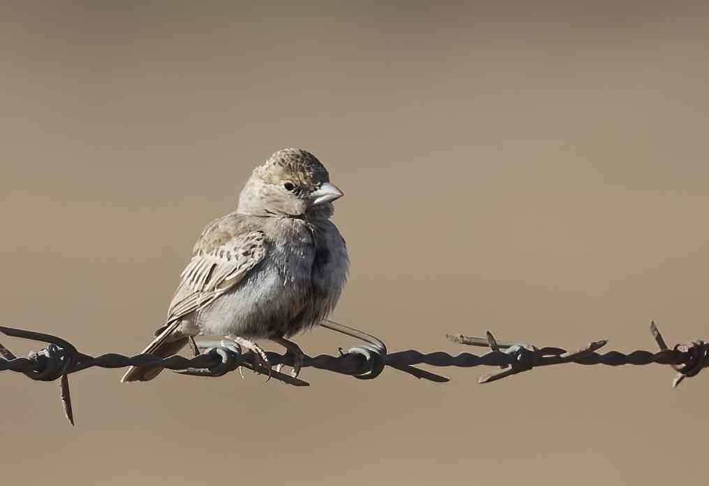 YOG_3398-DeNoiseAI-standard