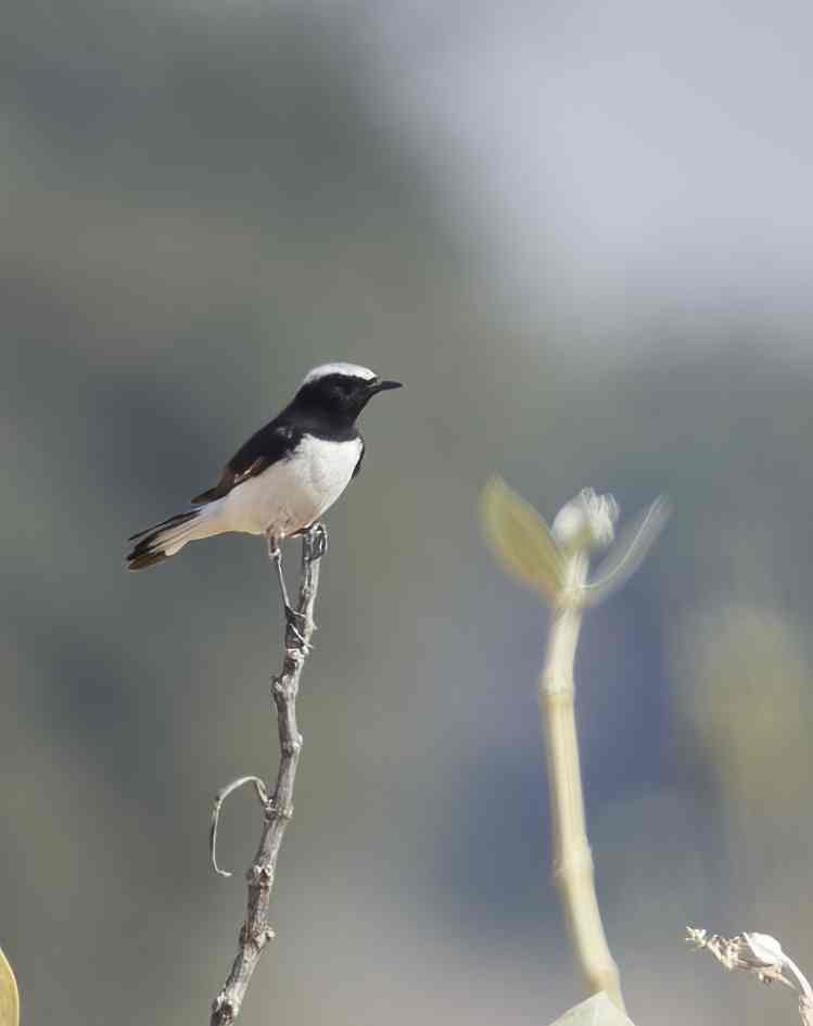 YOG_3438-DeNoiseAI-standard