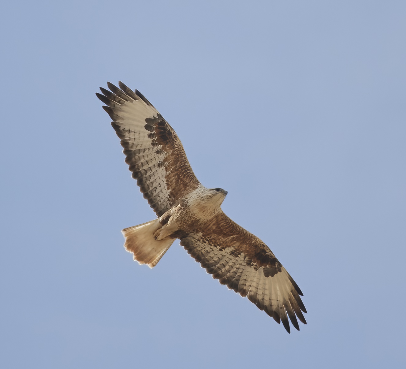 YOG_3442-DeNoiseAI-standard