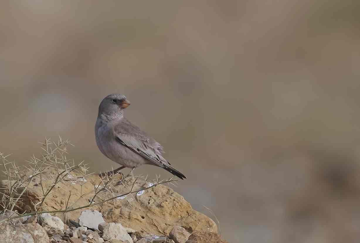 YOG_3486-DeNoiseAI-standard