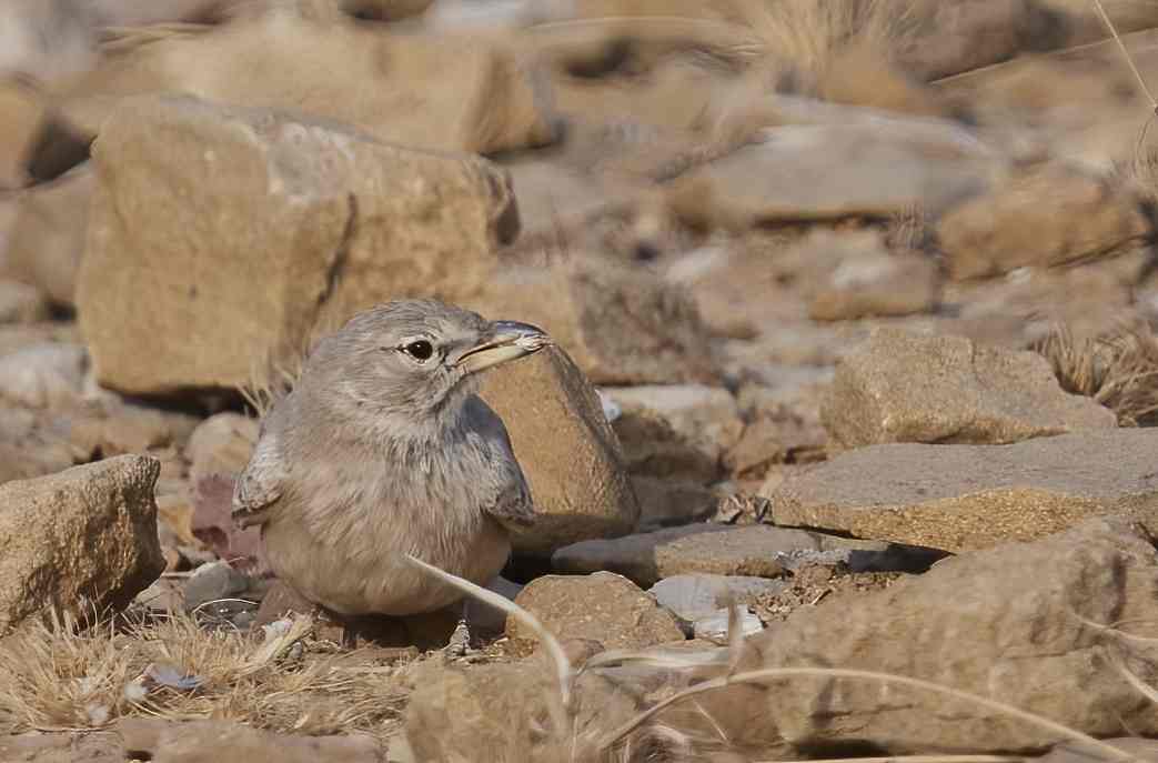 YOG_3540-DeNoiseAI-standard