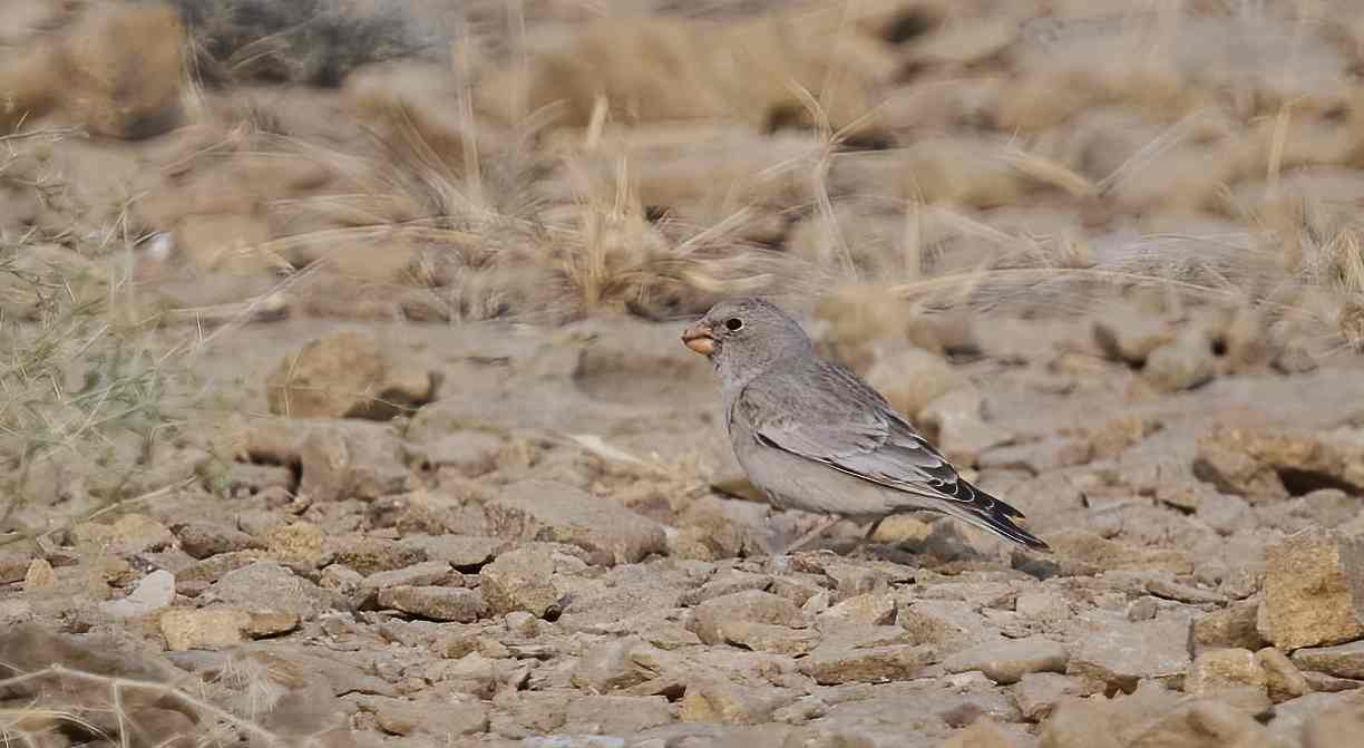 YOG_3556-DeNoiseAI-standard