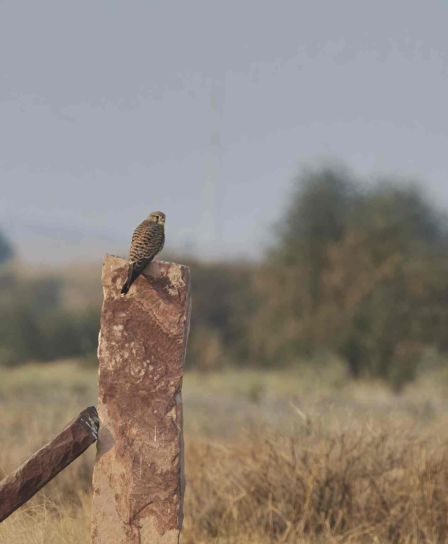 YOG_3620-DeNoiseAI-standard