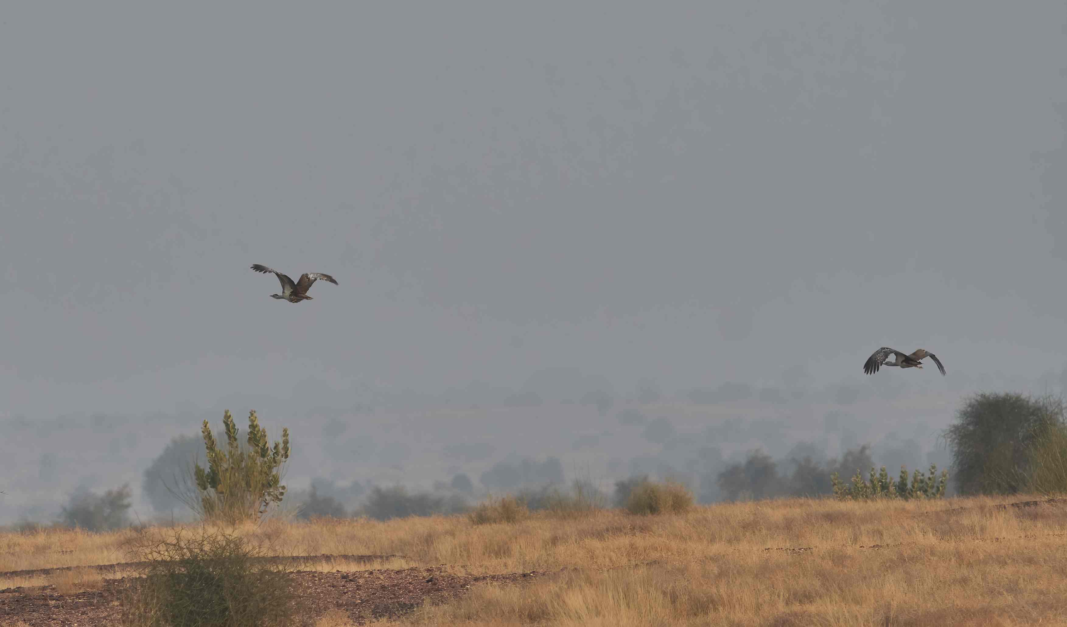 YOG_3631-DeNoiseAI-standard