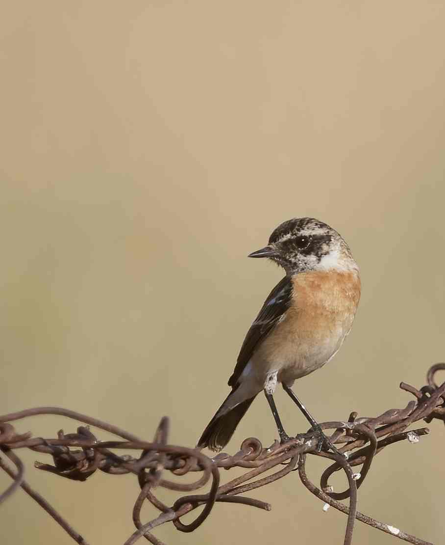 YOG_3687-DeNoiseAI-standard