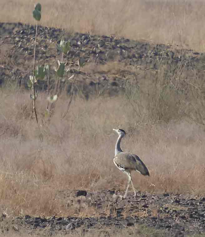 YOG_3748-DeNoiseAI-standard