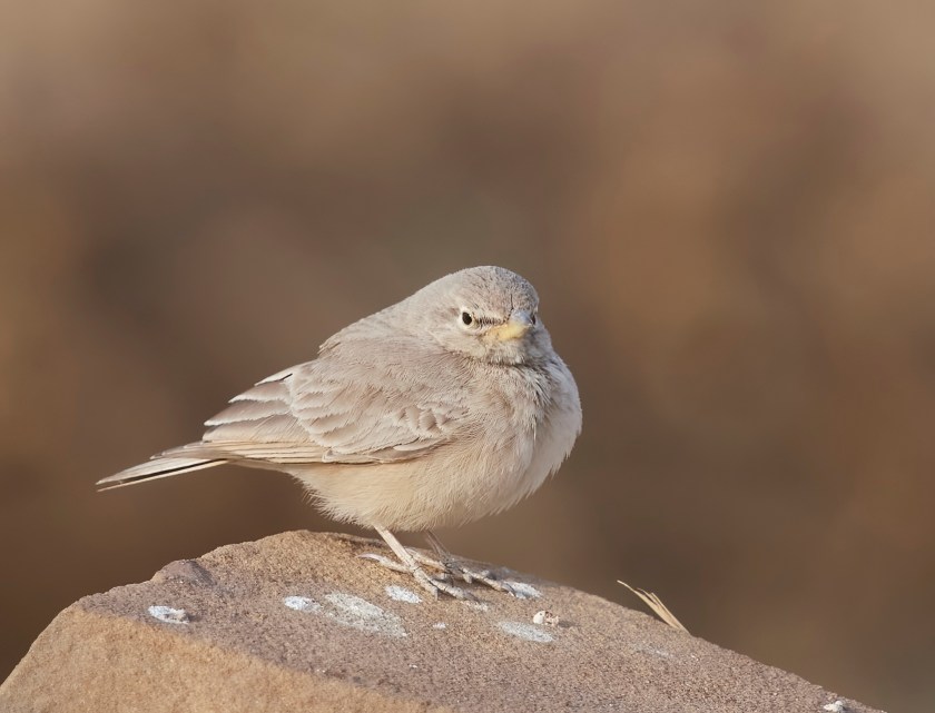 YOG_4232-DeNoiseAI-standard