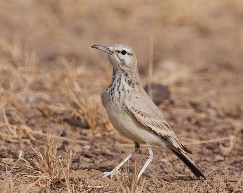 YOG_4436-DeNoiseAI-standard