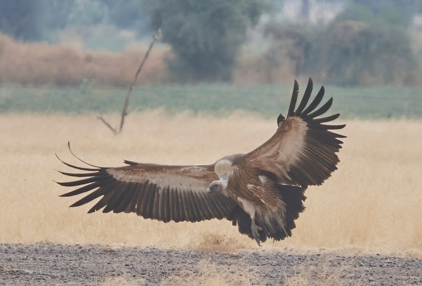 YOG_4508-DeNoiseAI-standard