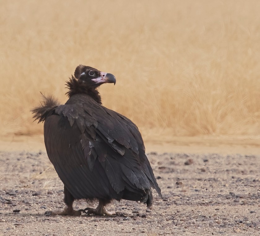 YOG_4543-DeNoiseAI-standard