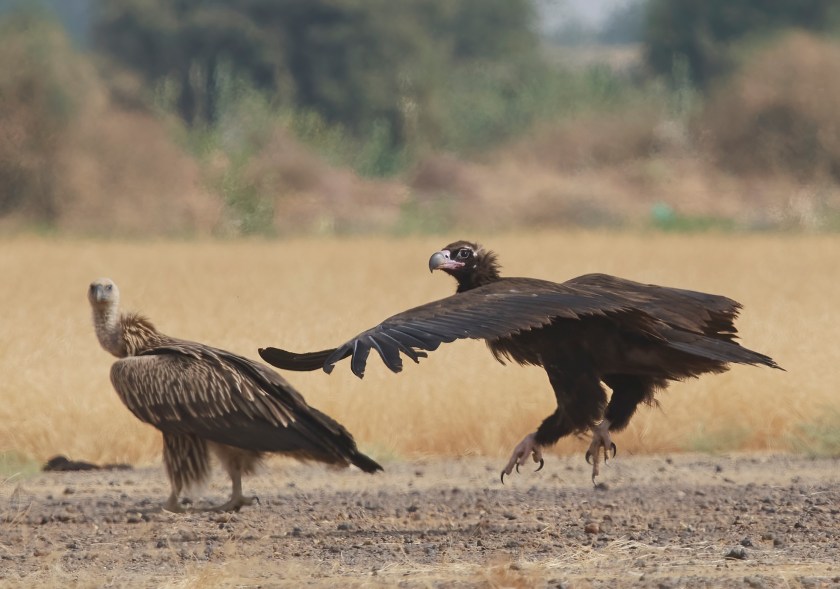 YOG_4974-DeNoiseAI-standard