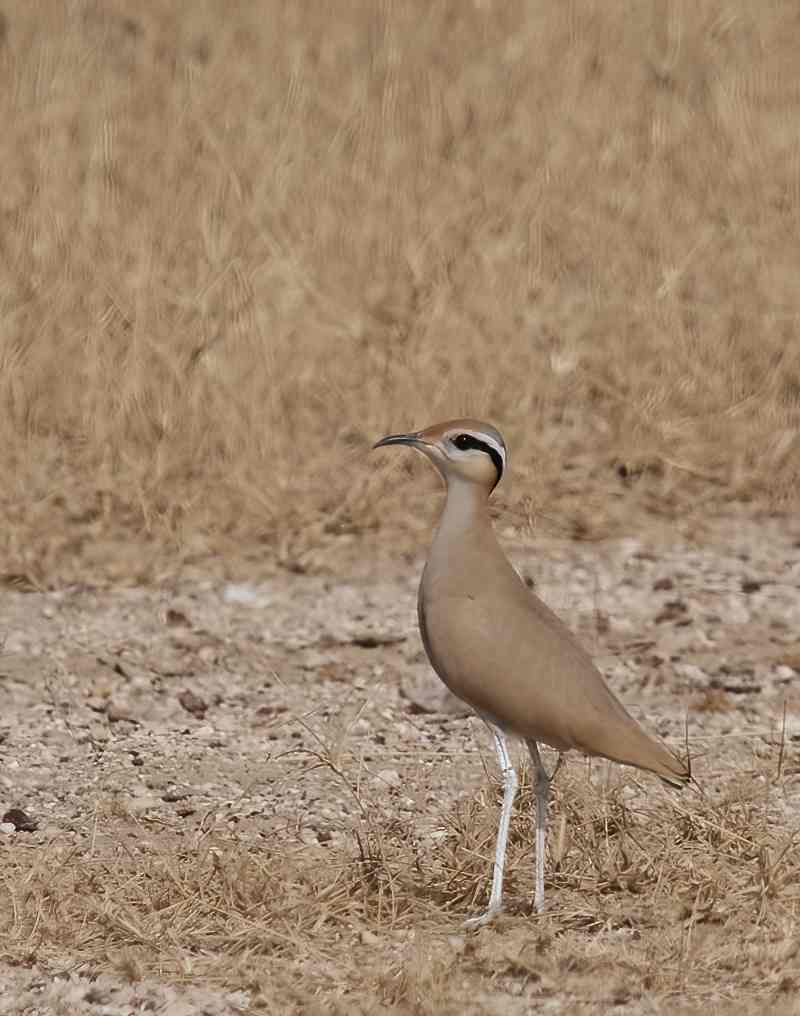 YOG_3932-DeNoiseAI-standard