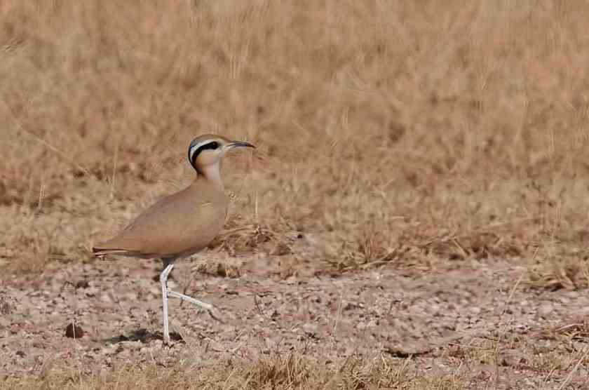 YOG_3946-DeNoiseAI-standard