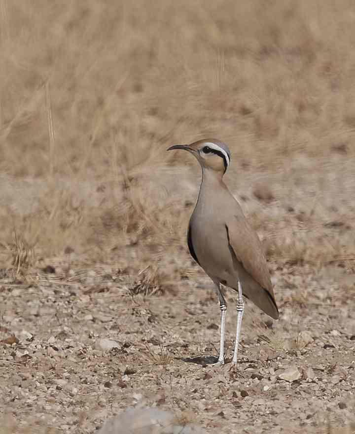 YOG_3965-DeNoiseAI-standard