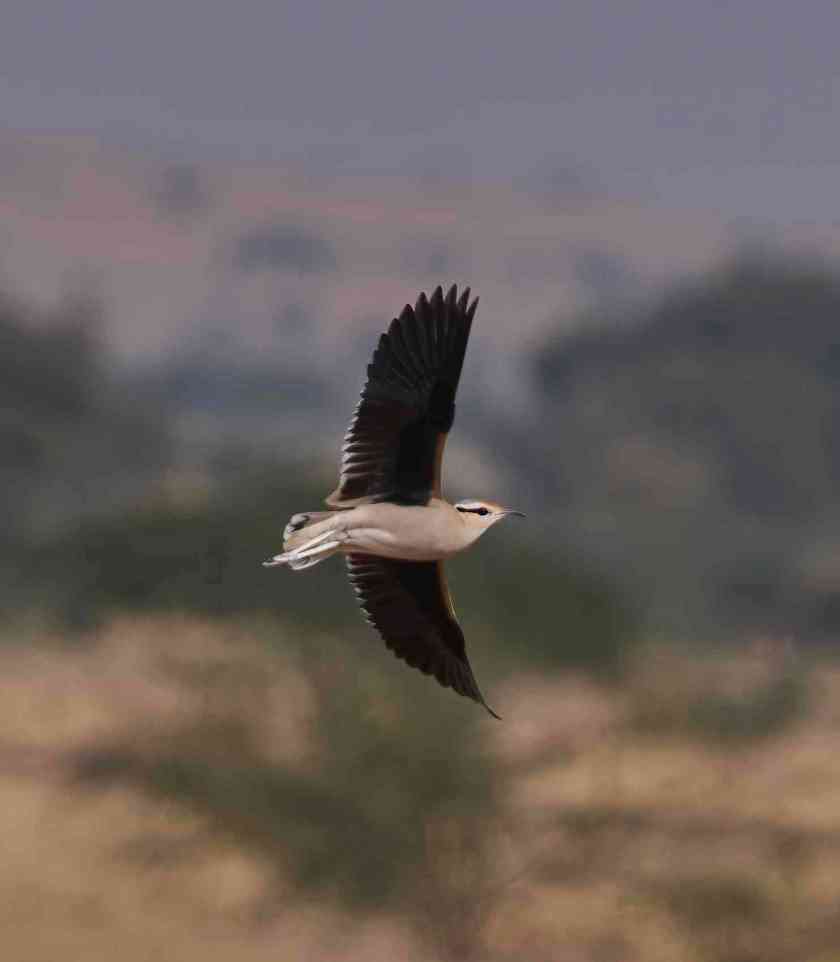 YOG_3996-DeNoiseAI-standard