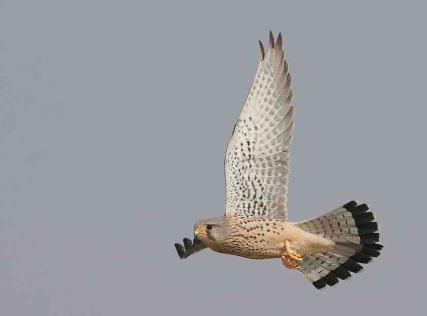 YOG_4007-DeNoiseAI-standard