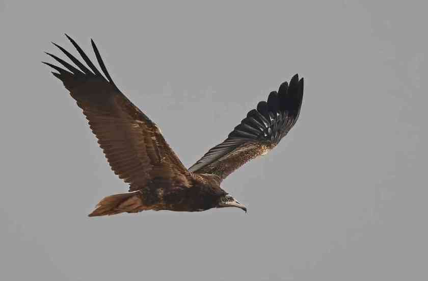 YOG_4013-DeNoiseAI-standard