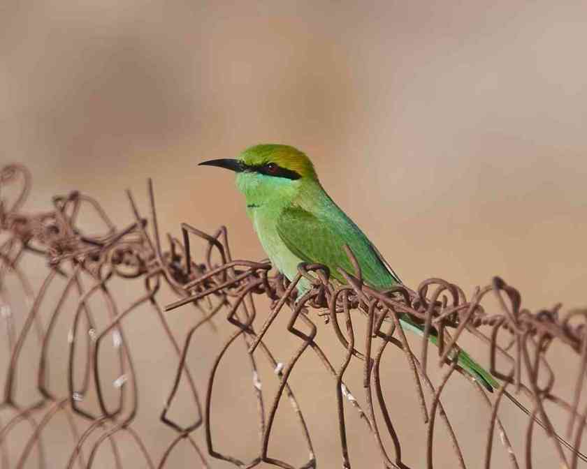 YOG_4023-DeNoiseAI-standard