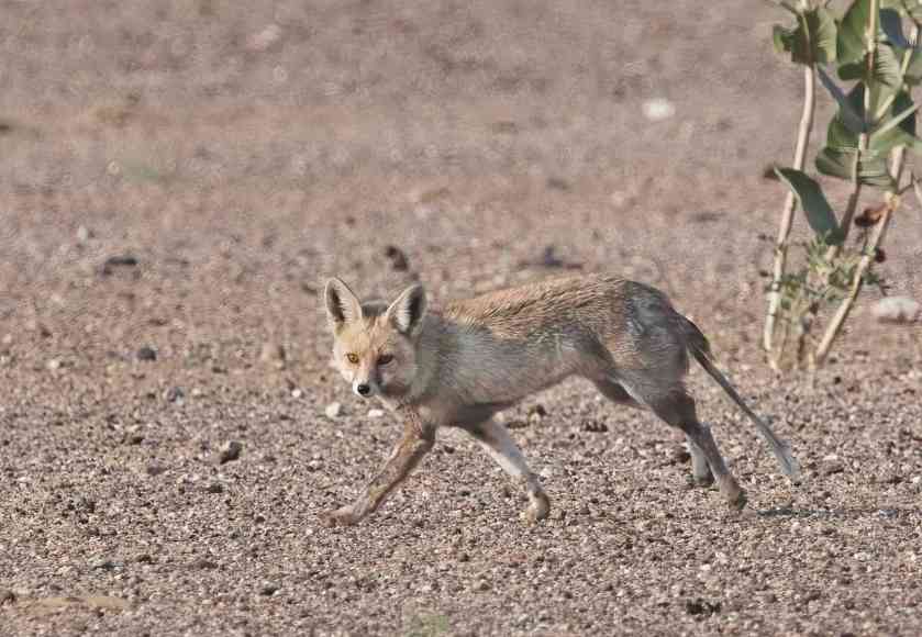 YOG_4052-DeNoiseAI-standard