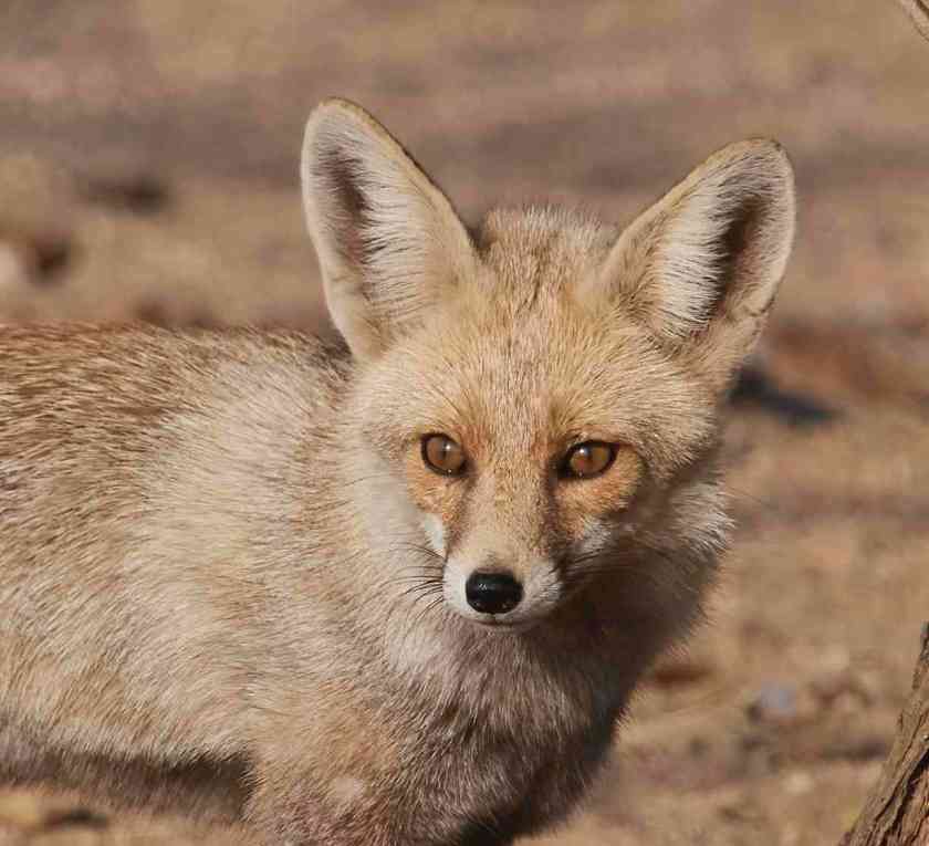 YOG_4106-DeNoiseAI-standard