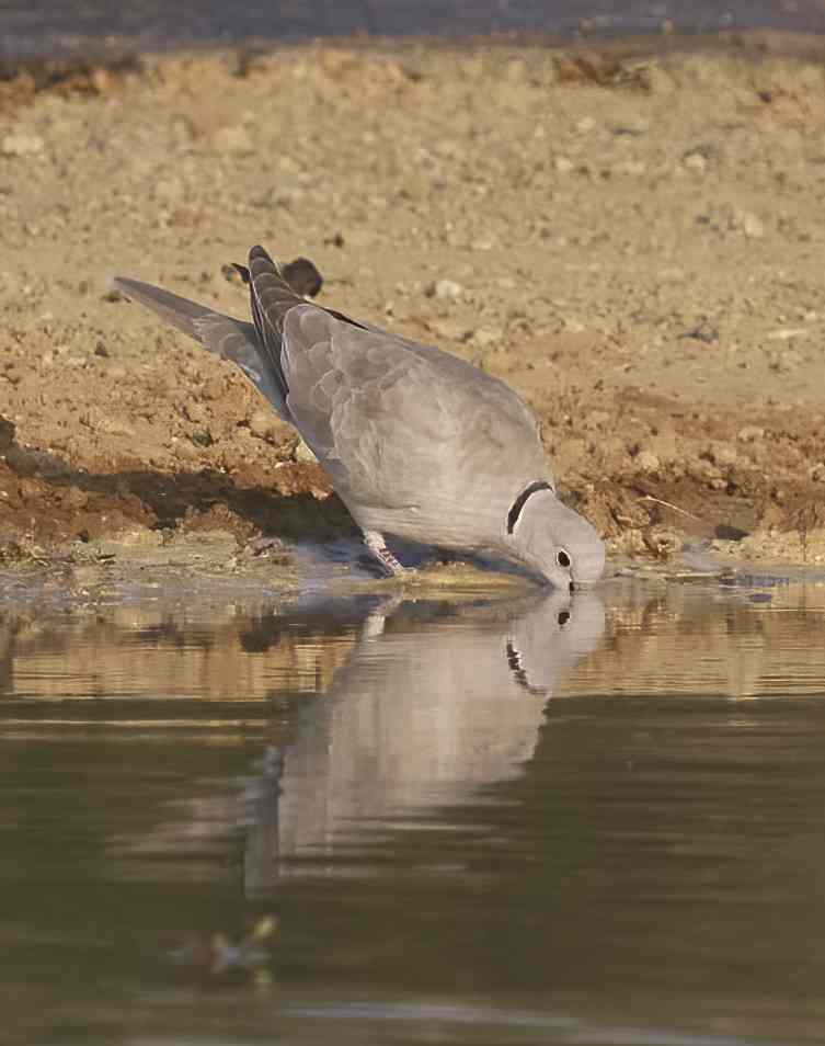 YOG_4128-DeNoiseAI-standard