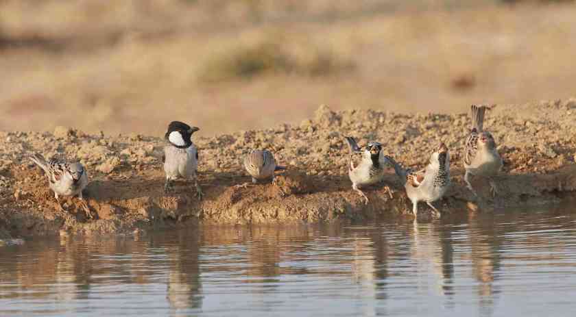 YOG_4145-DeNoiseAI-standard