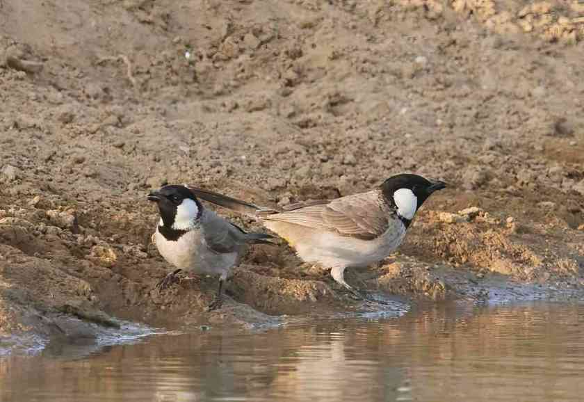 YOG_4147-DeNoiseAI-standard