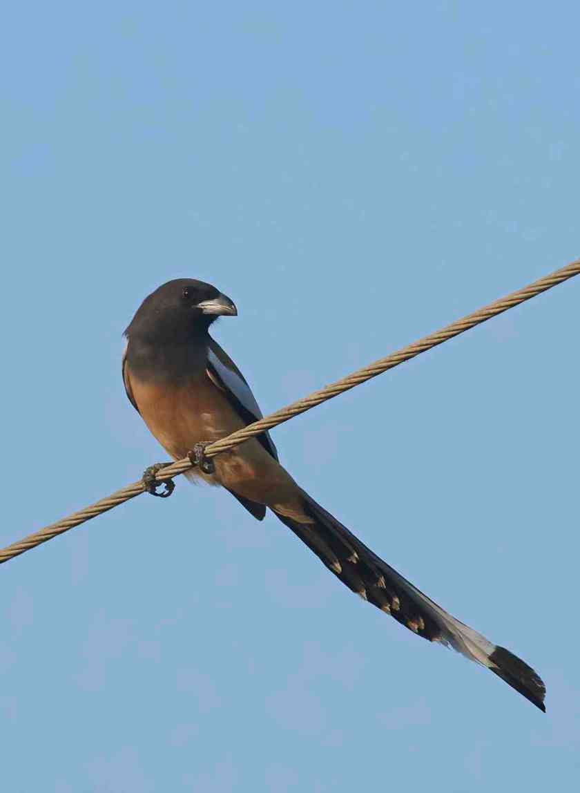 YOG_4161-DeNoiseAI-standard