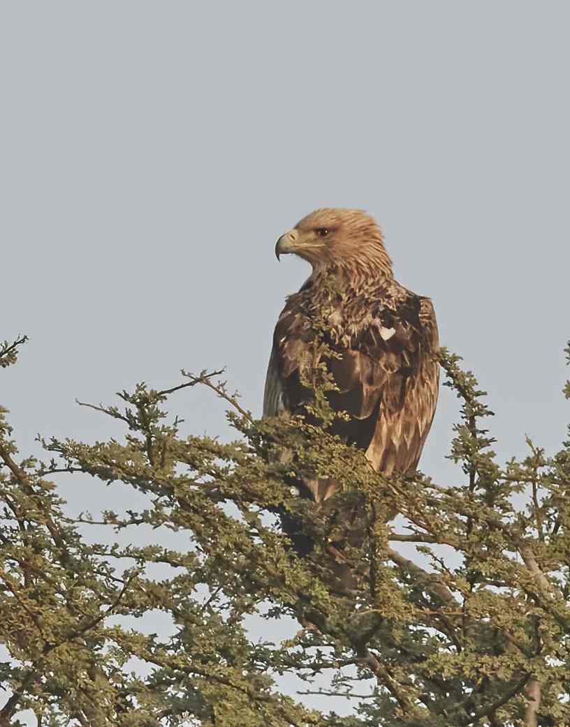 YOG_4167-DeNoiseAI-standard