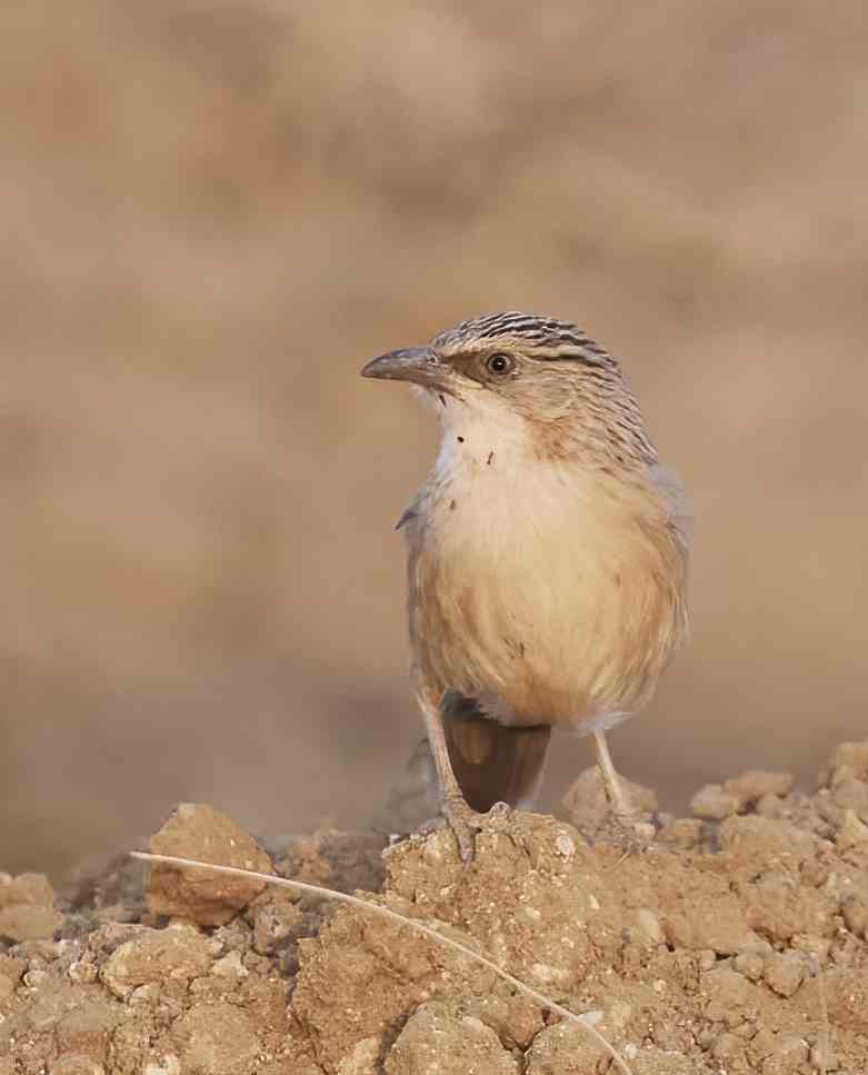 YOG_4192-DeNoiseAI-standard